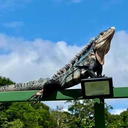 An Abundance Of Wildlife At Jungle Glory Home Abajo Manuel Antonio Eksteriør bilde