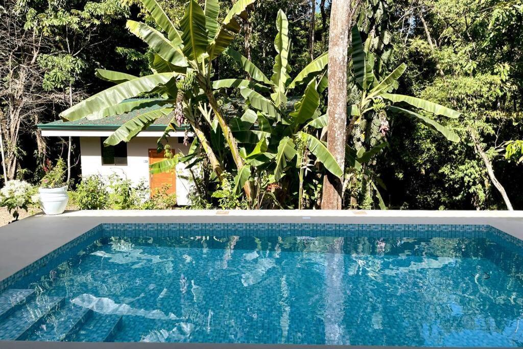 An Abundance Of Wildlife At Jungle Glory Home Abajo Manuel Antonio Eksteriør bilde