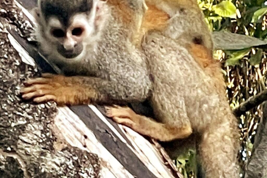 An Abundance Of Wildlife At Jungle Glory Home Abajo Manuel Antonio Eksteriør bilde