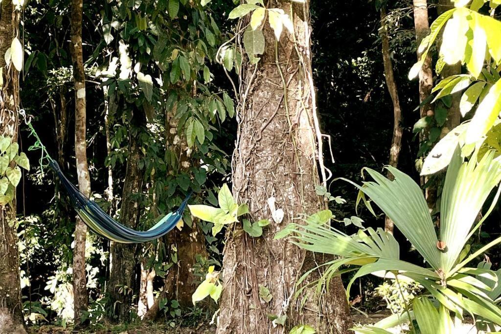 An Abundance Of Wildlife At Jungle Glory Home Abajo Manuel Antonio Eksteriør bilde