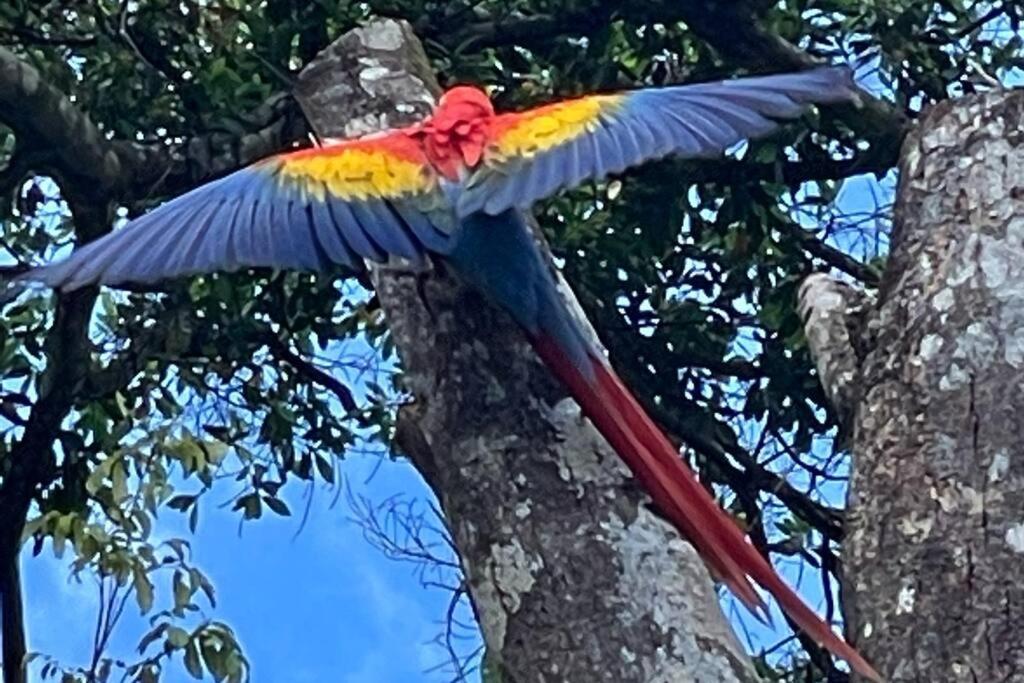 An Abundance Of Wildlife At Jungle Glory Home Abajo Manuel Antonio Eksteriør bilde