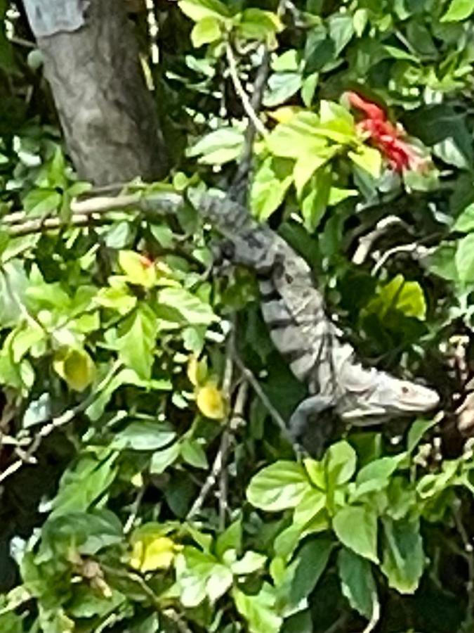 An Abundance Of Wildlife At Jungle Glory Home Abajo Manuel Antonio Eksteriør bilde