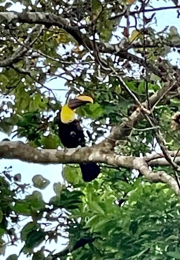 An Abundance Of Wildlife At Jungle Glory Home Abajo Manuel Antonio Eksteriør bilde