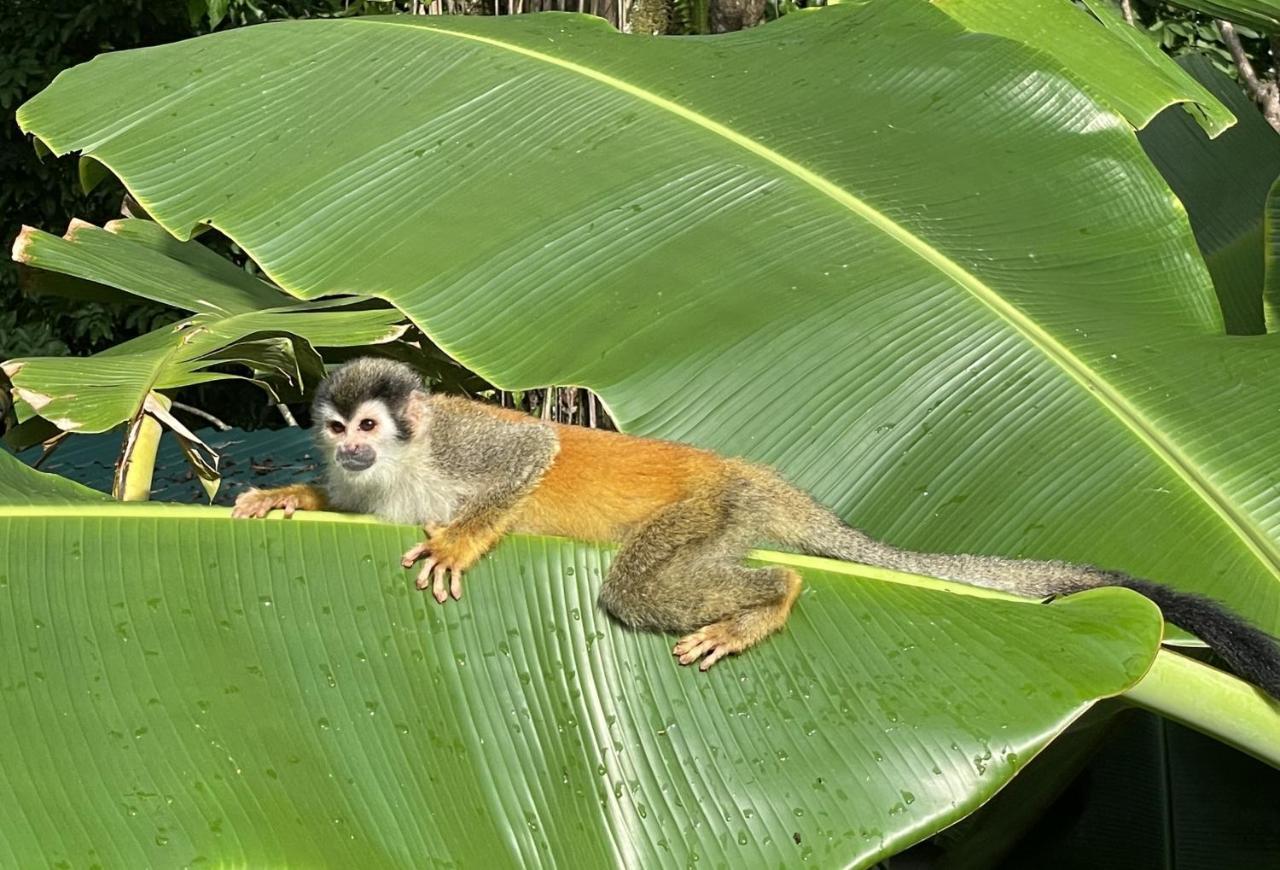 An Abundance Of Wildlife At Jungle Glory Home Abajo Manuel Antonio Eksteriør bilde