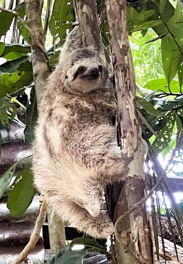 An Abundance Of Wildlife At Jungle Glory Home Abajo Manuel Antonio Eksteriør bilde