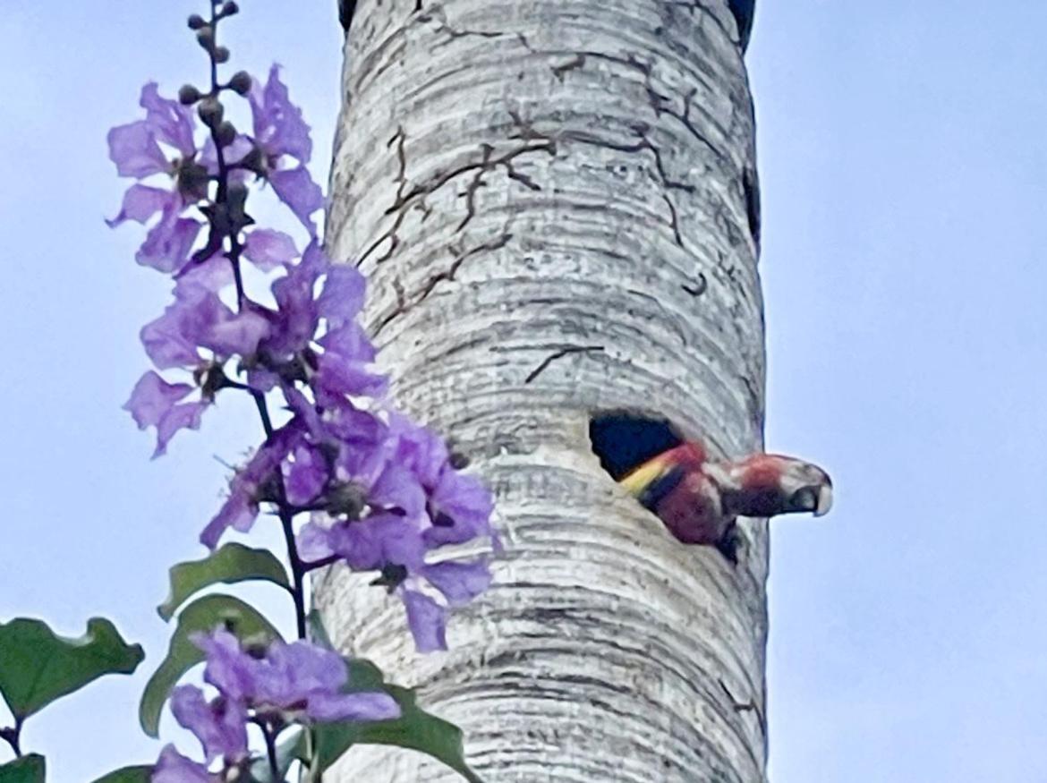 An Abundance Of Wildlife At Jungle Glory Home Abajo Manuel Antonio Eksteriør bilde