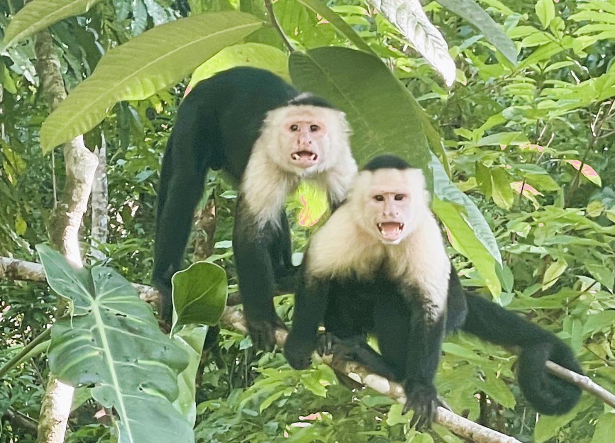 An Abundance Of Wildlife At Jungle Glory Home Abajo Manuel Antonio Eksteriør bilde