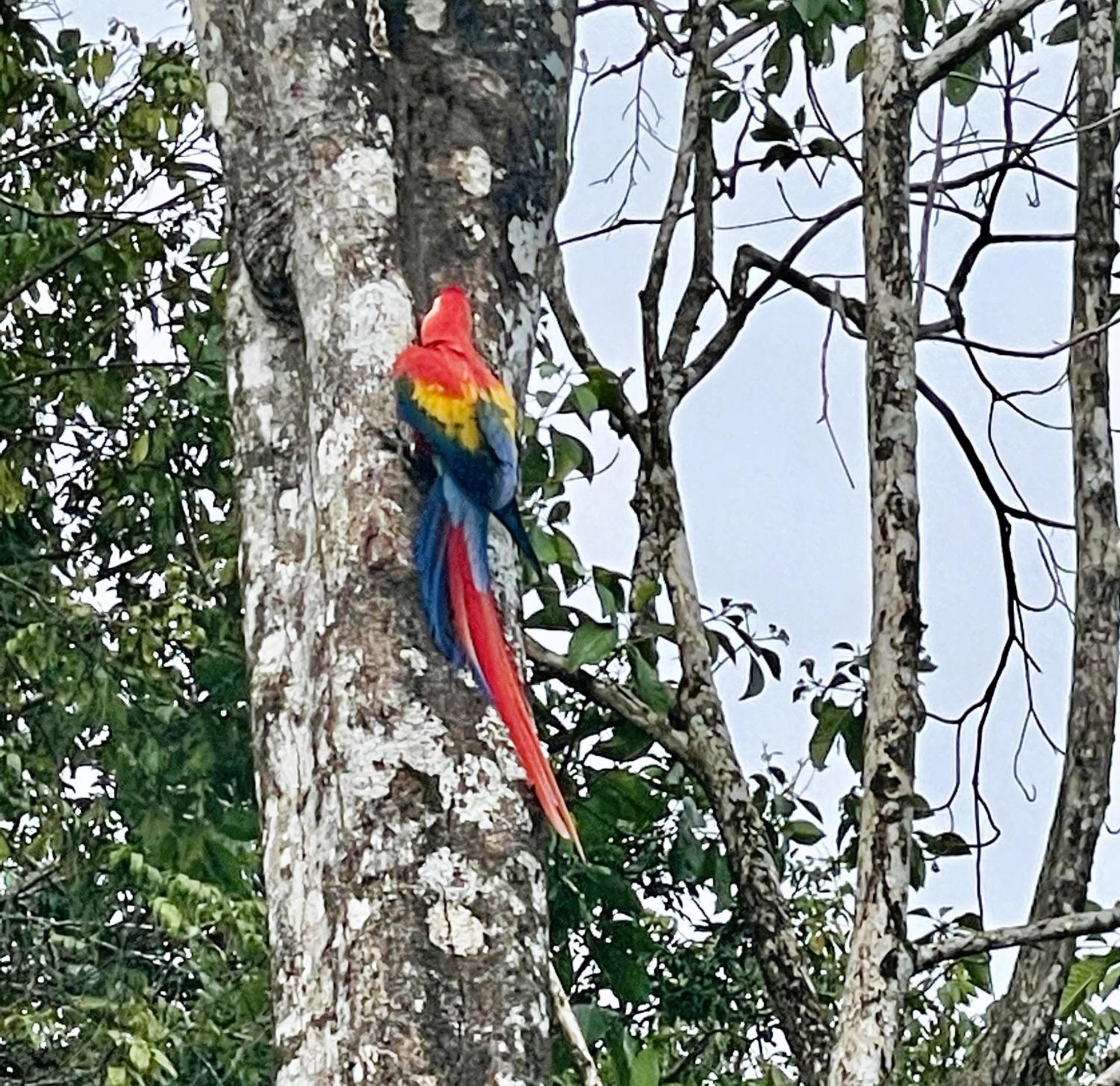 An Abundance Of Wildlife At Jungle Glory Home Abajo Manuel Antonio Eksteriør bilde
