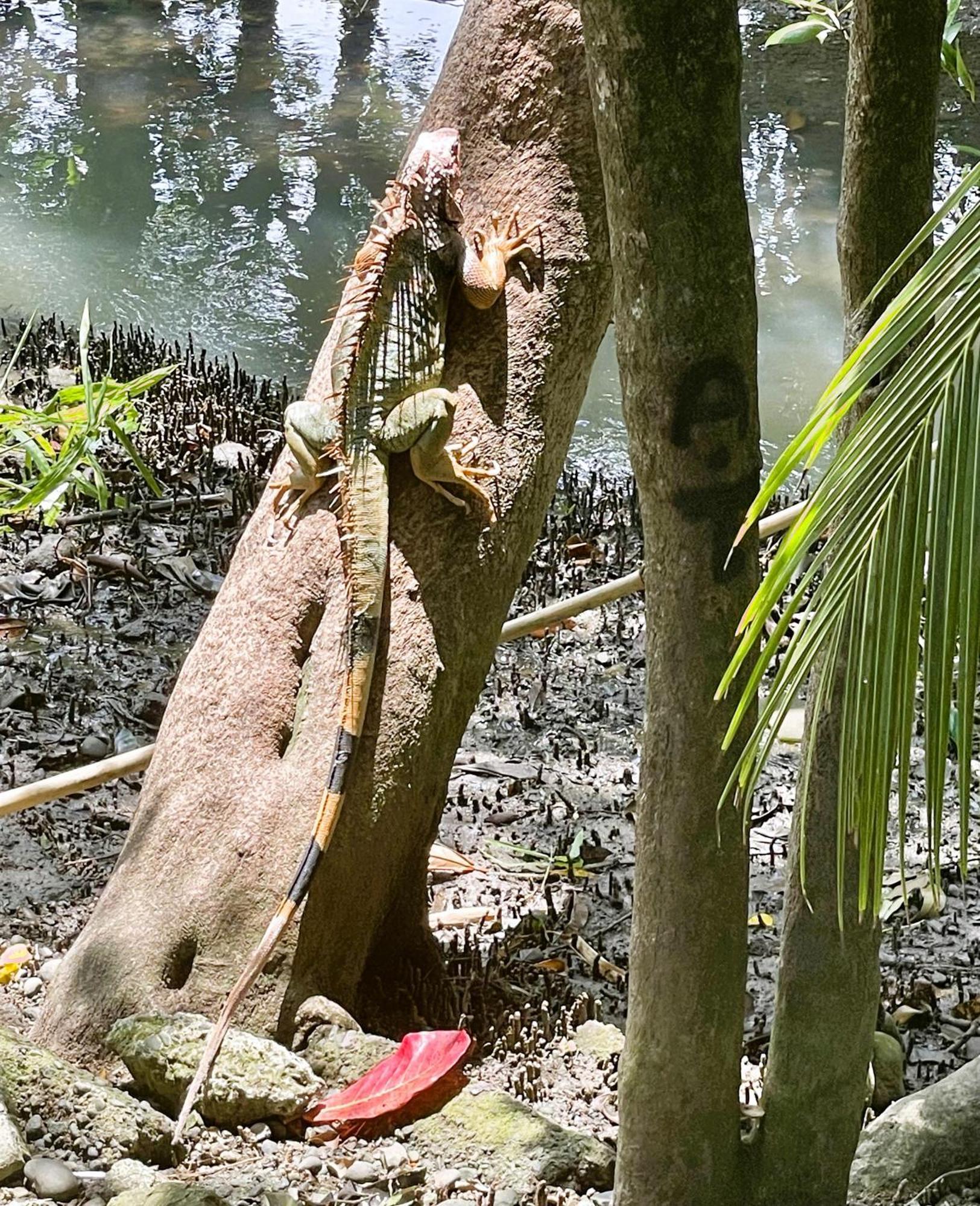 An Abundance Of Wildlife At Jungle Glory Home Abajo Manuel Antonio Eksteriør bilde