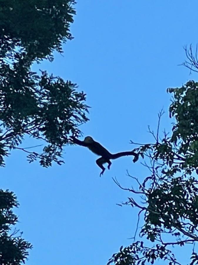 An Abundance Of Wildlife At Jungle Glory Home Abajo Manuel Antonio Eksteriør bilde