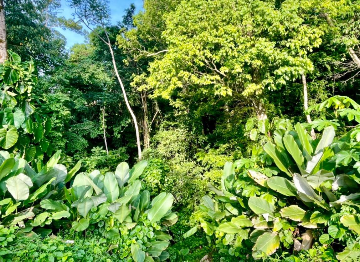 An Abundance Of Wildlife At Jungle Glory Home Abajo Manuel Antonio Eksteriør bilde