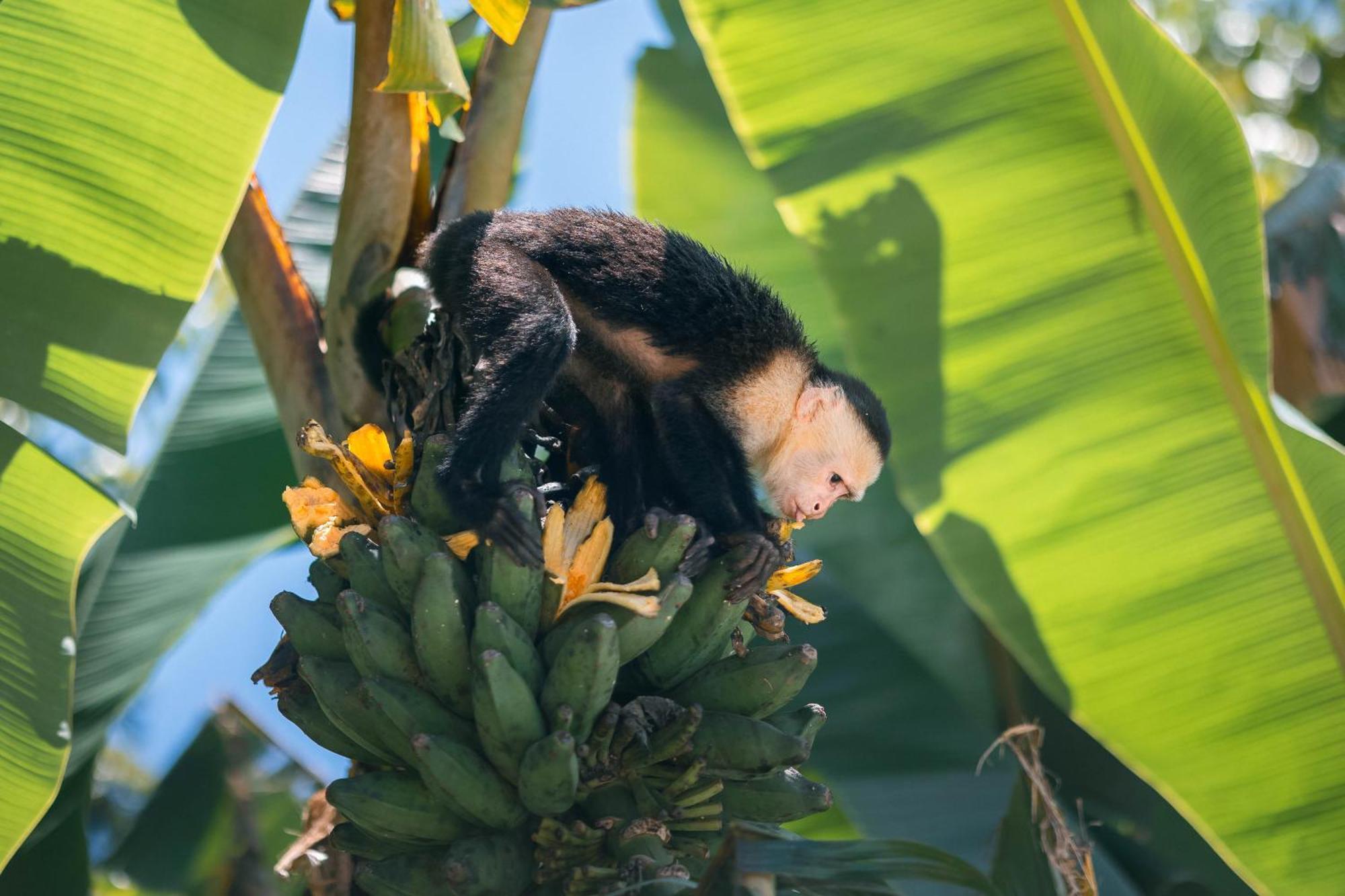 An Abundance Of Wildlife At Jungle Glory Home Abajo Manuel Antonio Eksteriør bilde