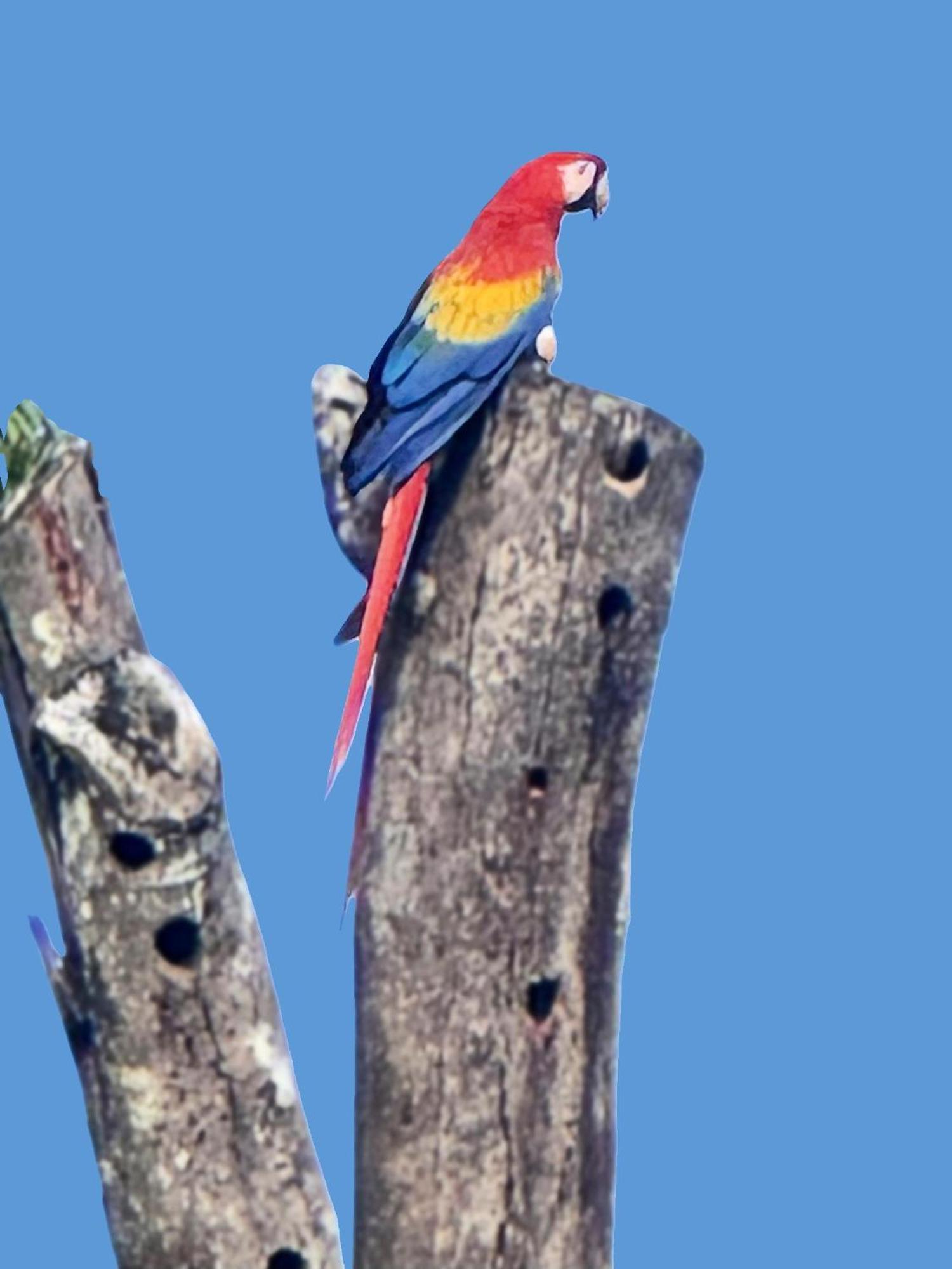An Abundance Of Wildlife At Jungle Glory Home Abajo Manuel Antonio Eksteriør bilde