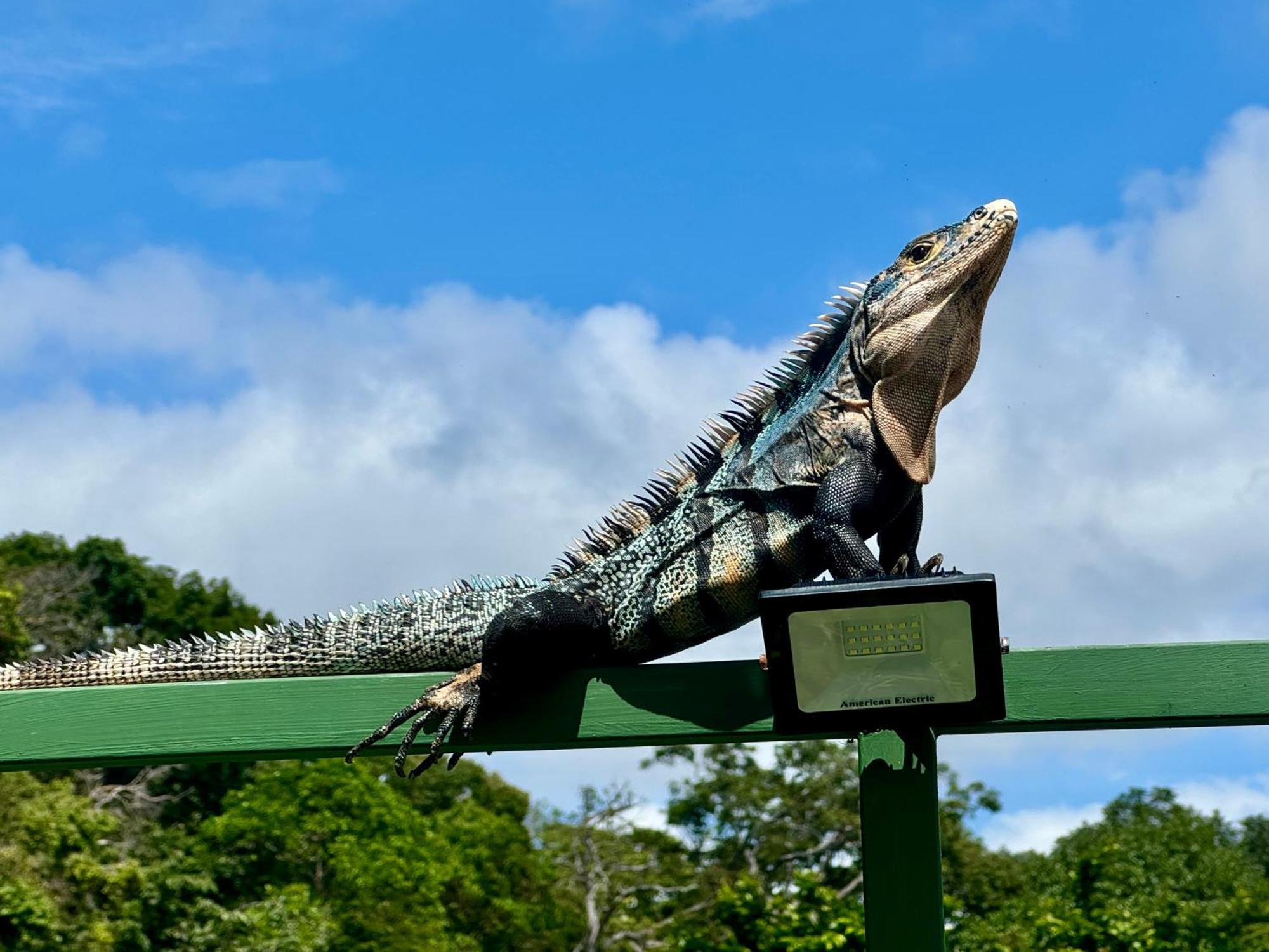 An Abundance Of Wildlife At Jungle Glory Home Abajo Manuel Antonio Eksteriør bilde