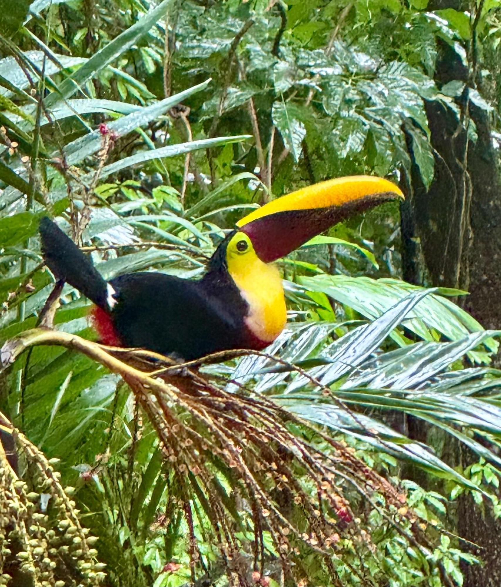 An Abundance Of Wildlife At Jungle Glory Home Abajo Manuel Antonio Eksteriør bilde